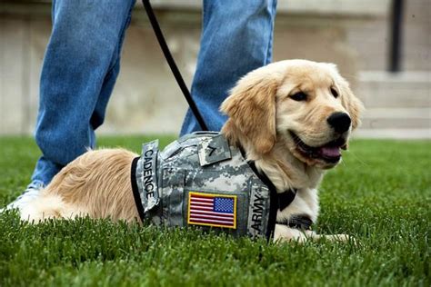 Five VA Facilities Chosen to Start Service Dog Program for Veterans ...