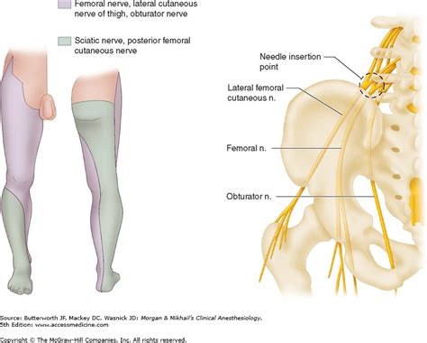 Femoral And Sciatic Nerve