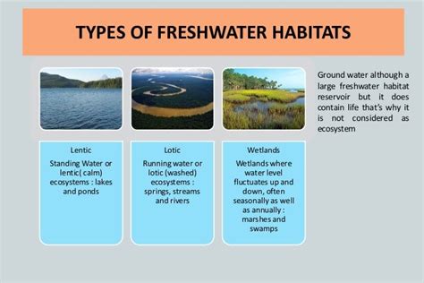 Freshwater ecosystem (2)