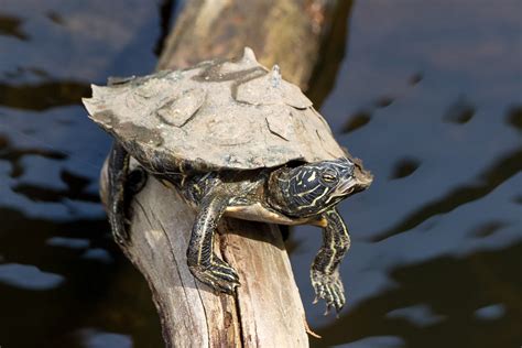 Black-knobbed Map Turtle – Reptiles and Amphibians of Mississippi