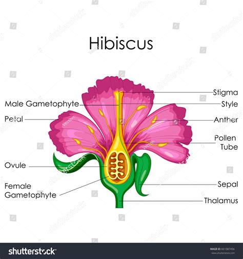 Education Chart Biology Anatomy Hibiscus Flower Stock Vector (Royalty ...