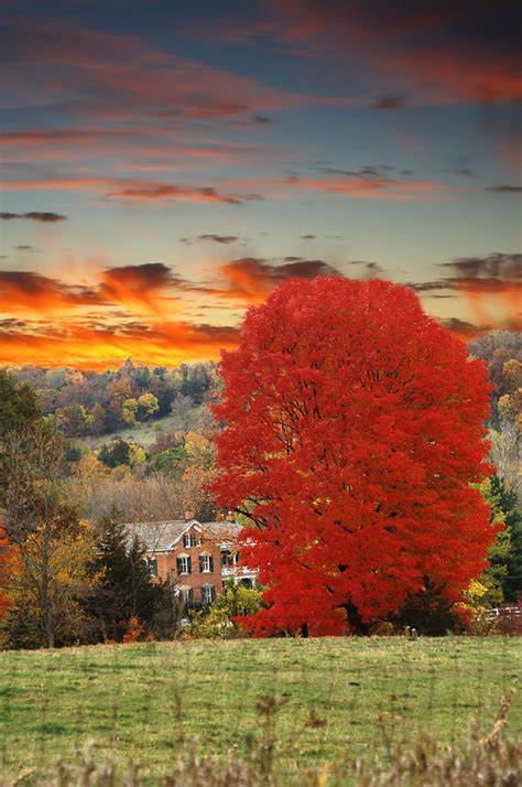 Pasture Hard Rock Maple Red Sky Photograph by Randall Branham