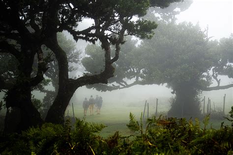 Fanal Forest - Madeira on Behance