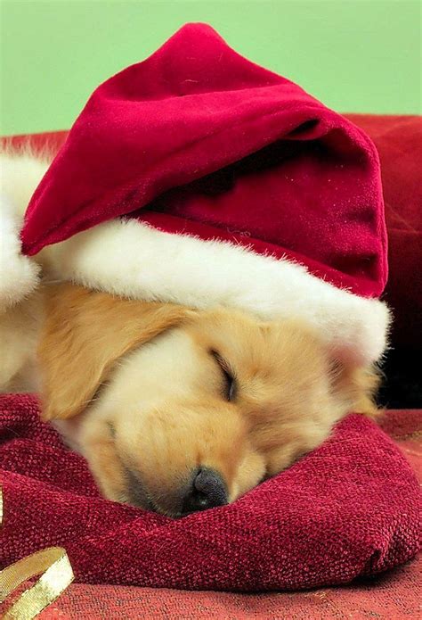 Christmas Puppies Wallpapers - Top Free Christmas Puppies Backgrounds - WallpaperAccess