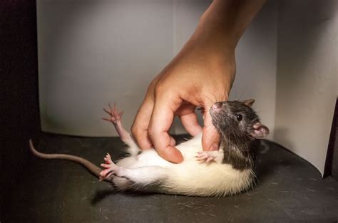 Tickled rats reveal brain structure that controls laughter | Science | AAAS