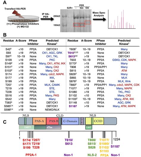 PER phosphorylation sites mapped by mass spectrometry. (A) Diagram... | Download Scientific Diagram