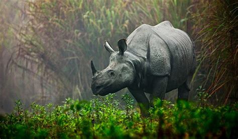 With the BJP frequently invoking Assam’s world-famous one-horned rhino to connect with the ...