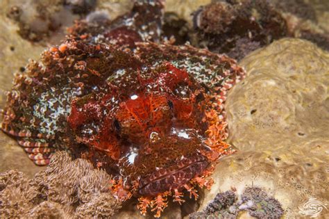 Tasseled Scorpionfish-Facts Photographs and Video - Seaunseen