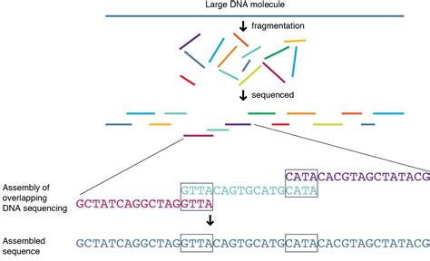 Whole Genome Sequencing - Genetics Generation