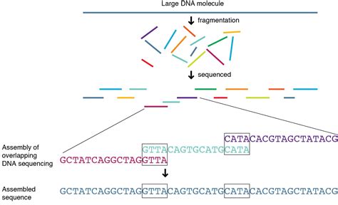 Whole Genome Sequencing - Genetics Generation