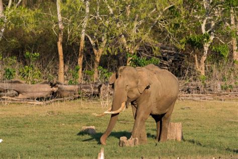 The Kabini River Safari · Vacation India