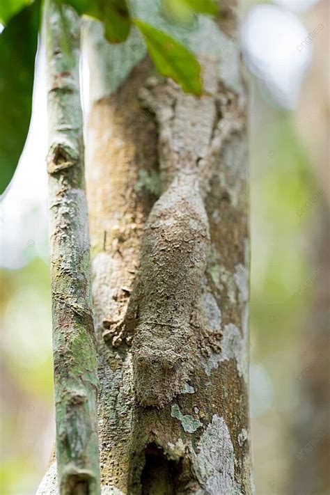 104 Uroplatus Photos, Pictures And Background Images For Free Download ...