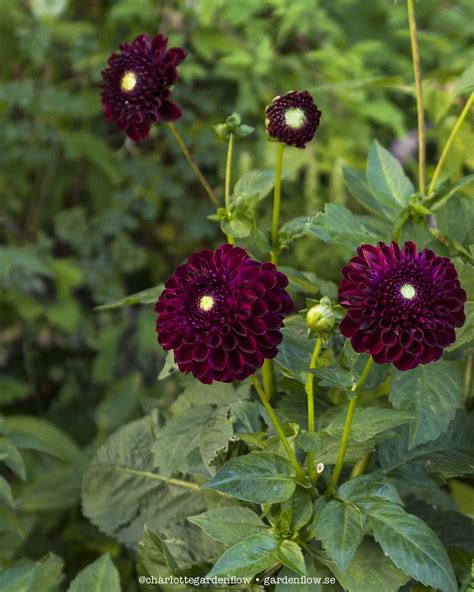 Dark red dahlias – Garden Flow