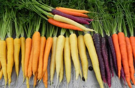 Heirloom Carrots