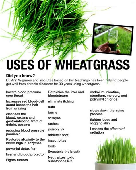 All about Ayurveda and Herbs: Wheatgrass: Health Benefits