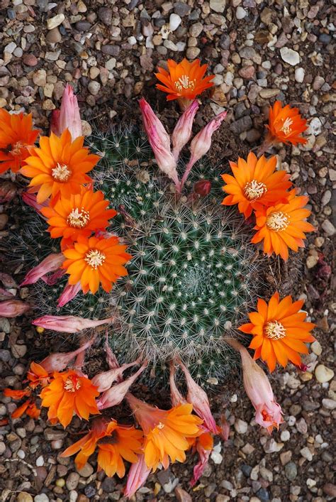 Cactus, cactaceae, desert flower, spiky, thorns, HD wallpaper ...