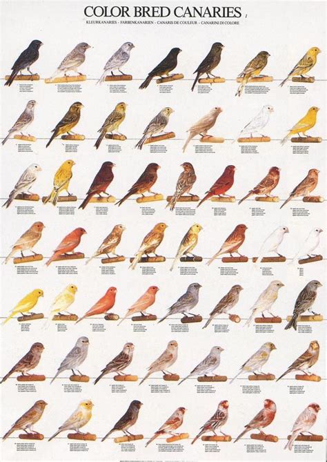 131 best images about bird posters on Pinterest | Chaffinch, Finches and Canary birds