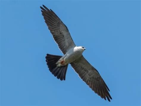 Hawks and Falcons Browse by Shape, All About Birds, Cornell Lab of Ornithology