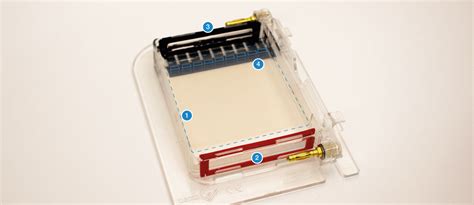 Biotechnology 101 Guide: Introduction to Gel Electrophoresis | Bento Lab