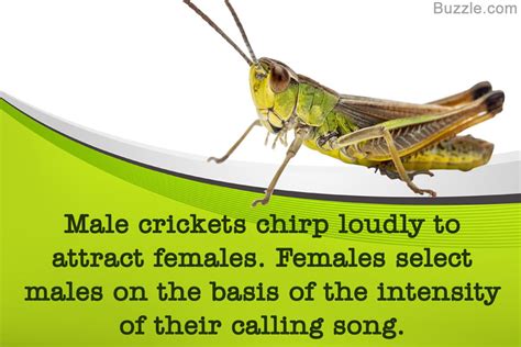 In many cultures, crickets are thought to bring good luck. It is also believed that crickets can ...