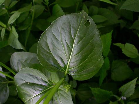 Mirabilis nyctaginea (Nyctaginaceae) image 16528 at PhytoImages.siu.edu