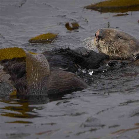 Sea Otter | Defenders of Wildlife