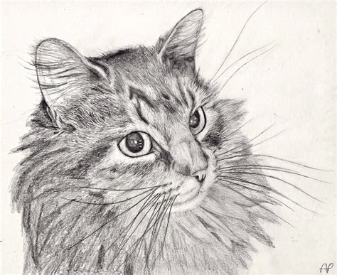 Free Cat Drawing, Download Free Cat Drawing png images, Free ClipArts on Clipart Library