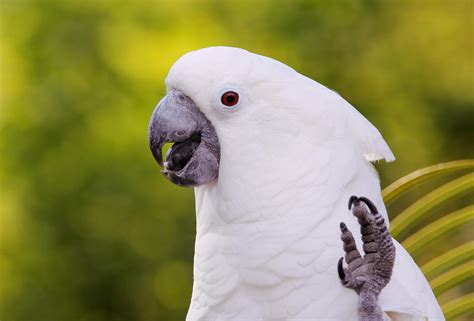 Information on the life span, origin, and history of Umbrella Cockatoos ...