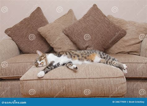 Cozy couch cat stock image. Image of couch, stretched - 34677909