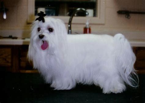 17 Best images about maltese grooming on Pinterest | Dog costumes ...