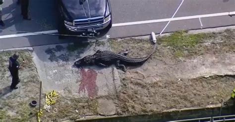 Florida Officials Kill 13-Foot Alligator Seen Carrying Human Body - The ...