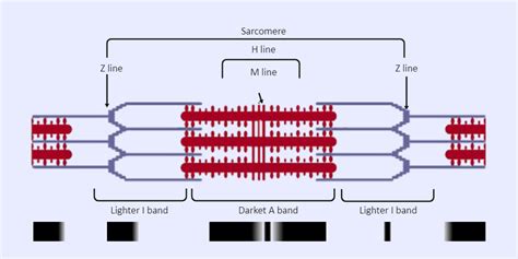 Sarcomere Labeled | Medical school essentials, Science diagrams, School essentials