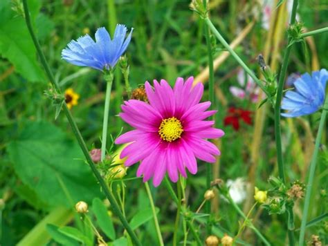 Wildflowers mountains glorious wildflower 238832 photos free download