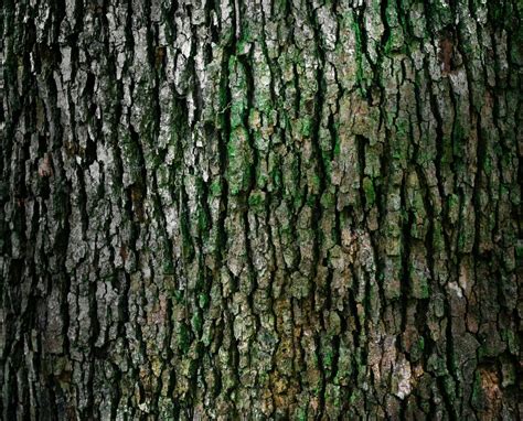 Free Images : tree, forest, branch, texture, leaf, trunk, bark, green ...