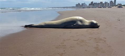 Elefantes marinos en la playa: por qué aparecen y qué debe hacer el público « Diario La Capital ...