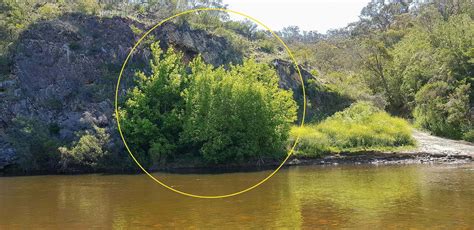 Guide: Managing Box elder around waterways – Rivers of Carbon