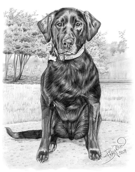 Pencil portrait of black lab drawn by Wendy Zumpano www.pencilportraitcards.com