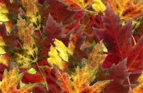 The Science Of Autumn Colors | Discover Magazine