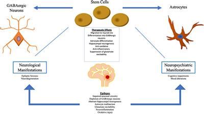 Frontiers | Multipronged Attack of Stem Cell Therapy in Treating the ...