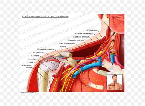 Supraclavicular Fossa Supraclavicular Lymph Nodes Anatomy Subclavian Artery Supraclavicular ...