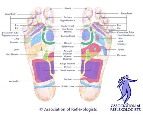 What is Reflexology? | Coastal Path Reflexology