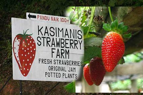 Kasimani's Strawberry Farm, Cameron Highlands