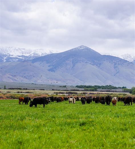 Ranch Technician Position at Alderspring - Alderspring Ranch Organic ...