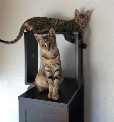 Sebastian Modern Cat Tree Review - Kitty Loaf