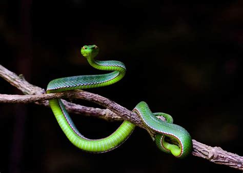 Vietnam Hue Snakes-Record Picture - Free Vietnam Photos