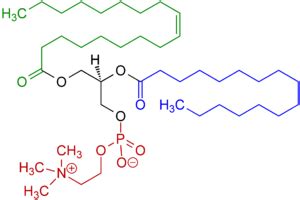 Egg lecithin - Wikipedia