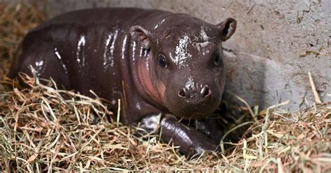 Baby Pygmy Hippo For Christmas | | wrex.com