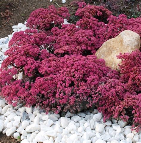 Ground Cover Sedum Dragon's Blood 100 Seeds Succulents - Cacti ...