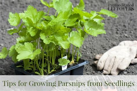 Tips for Growing Parsnips in Your Garden