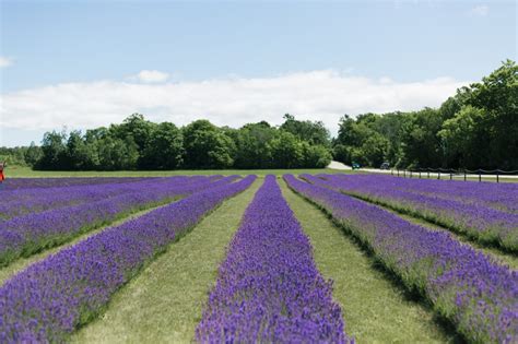 Washington Island Lavender Fields